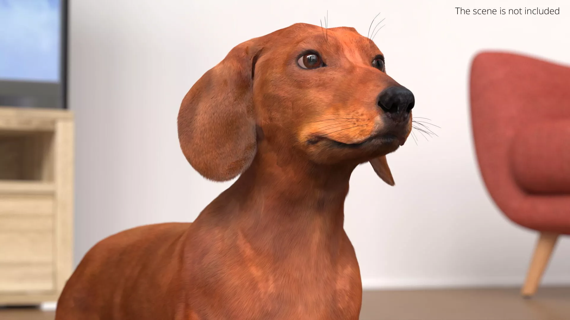 Smooth Dachshund Dog with Red Coat Fur for Maya 3D model