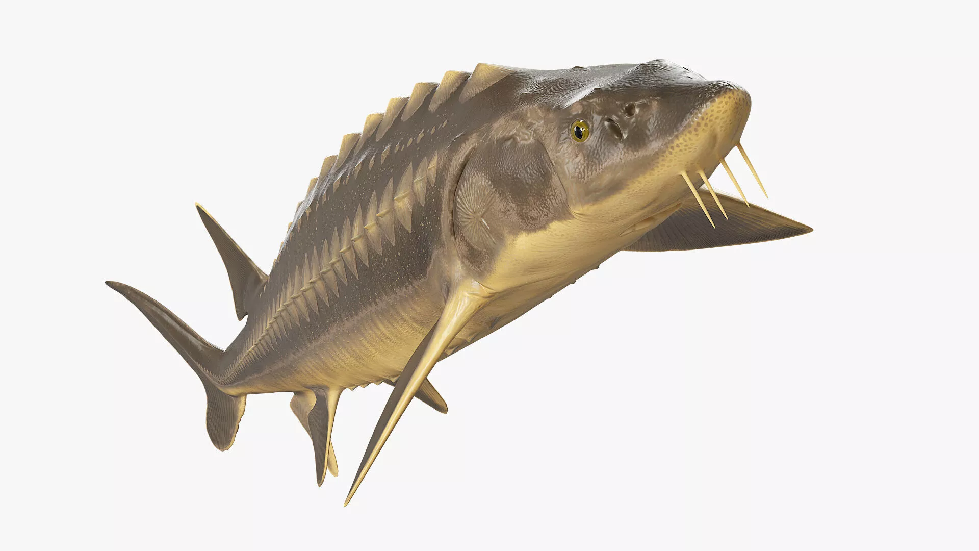 Sturgeon Fish Rigged for Cinema 4D 3D model