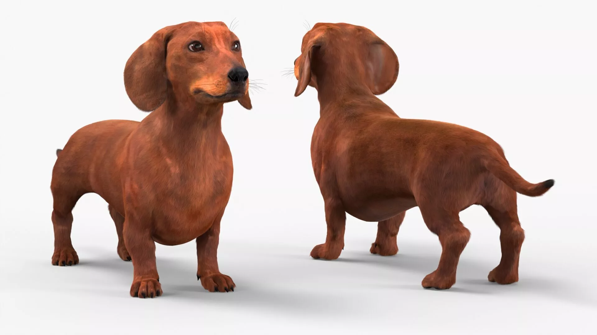 Smooth Dachshund Dog with Red Coat Fur for Cinema 4D 3D model