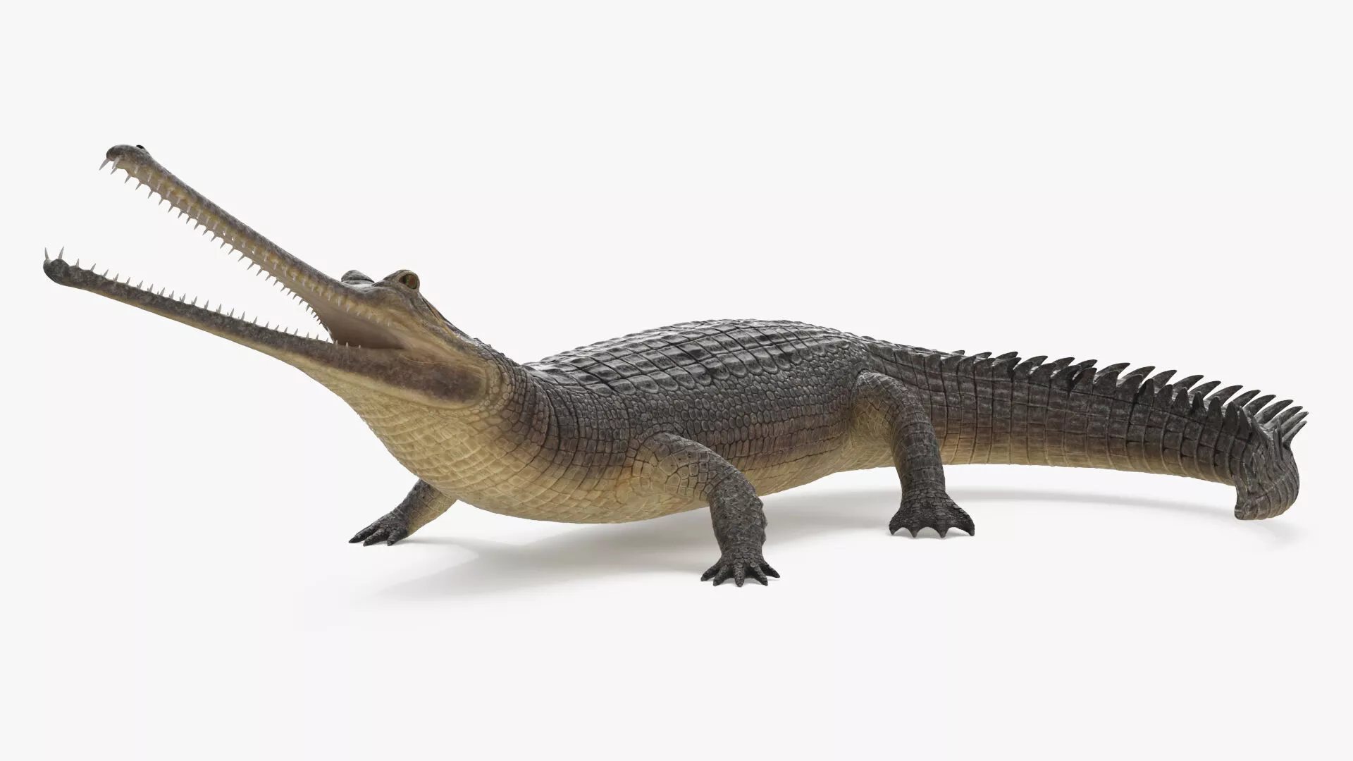 Indian Gharial Crocodile Rigged for Maya 3D model