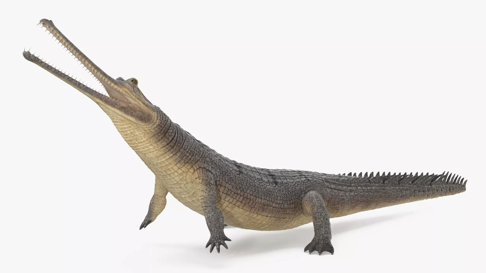 Indian Gharial Crocodile Rigged for Cinema 4D 3D model
