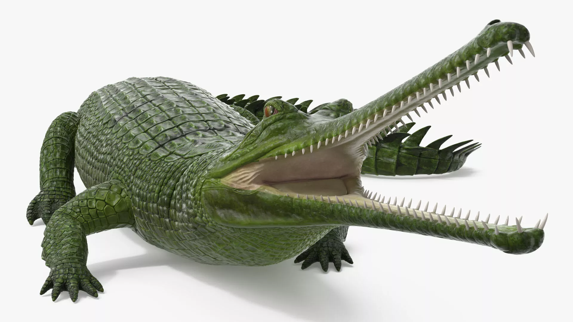 Indian Gharial Crocodile Green Rigged for Maya 3D model