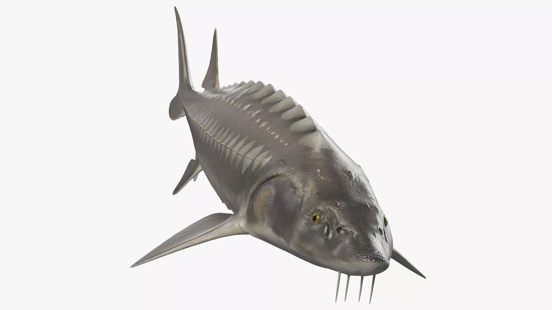 White Sturgeon Rigged for Cinema 4D 3D model