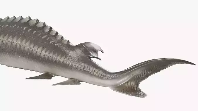 White Sturgeon Rigged for Maya 3D model 6