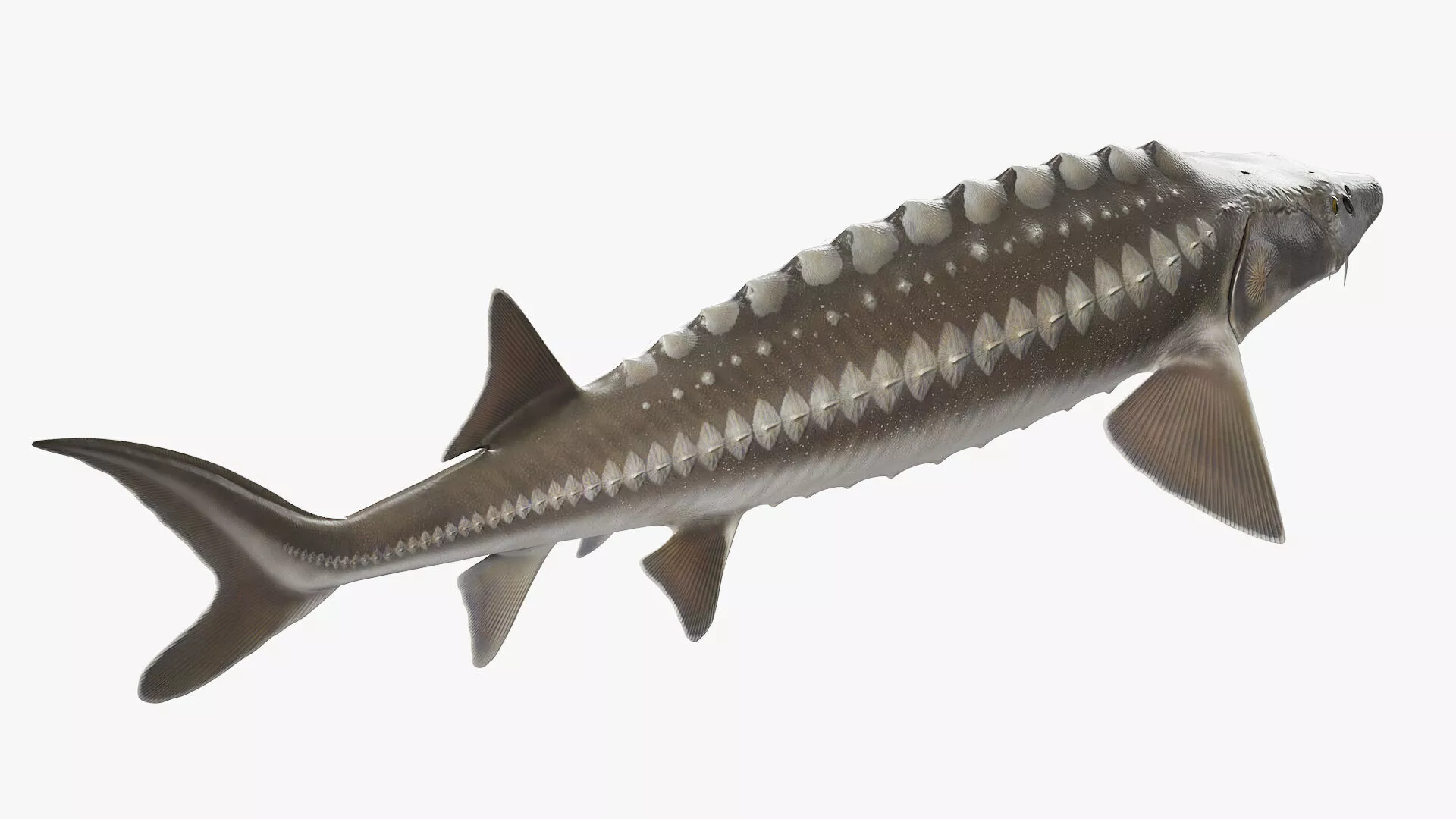 White Sturgeon Rigged for Maya 3D model