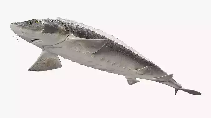 White Sturgeon Rigged for Maya 3D model 7