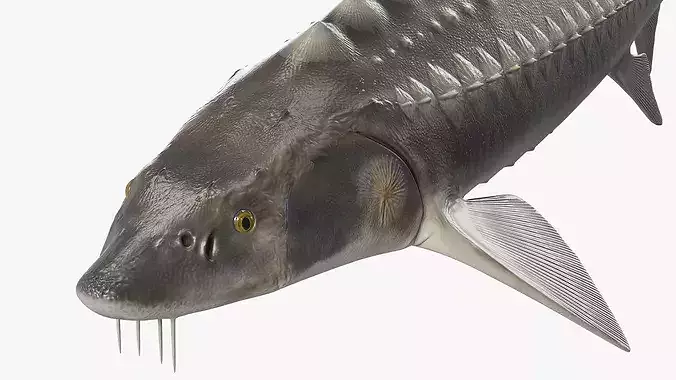 White Sturgeon Rigged for Maya 3D model 5