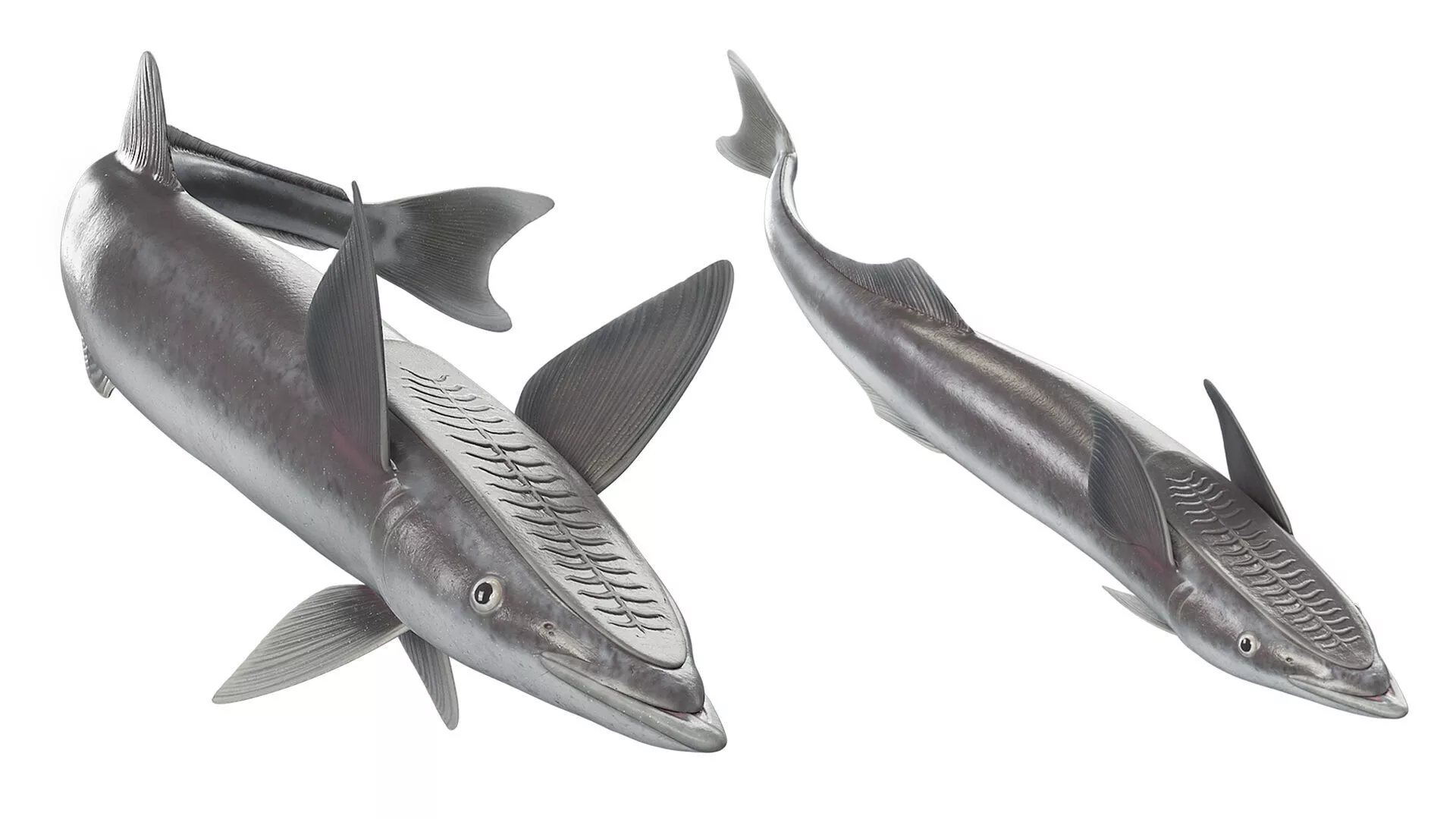 Remora Fish Rigged for Cinema 4D 3D model