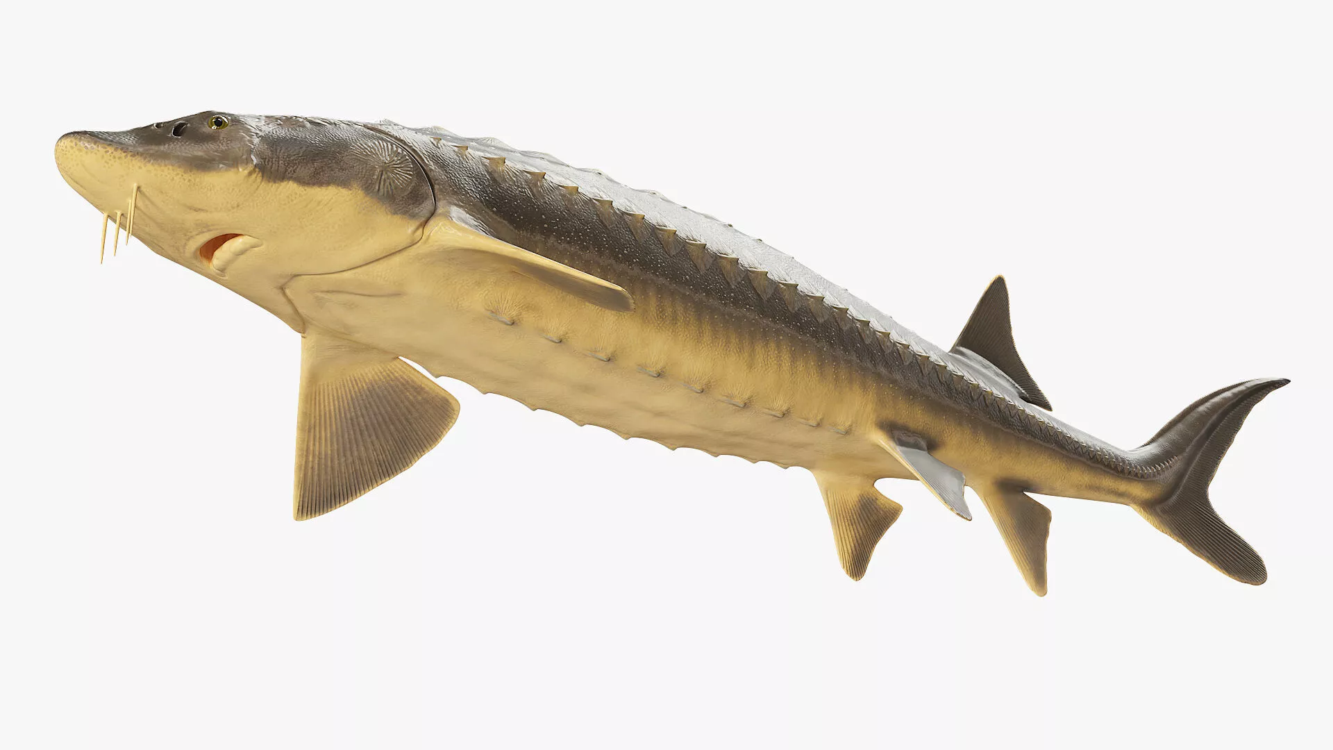 Sturgeon Fish Rigged for Maya 3D model