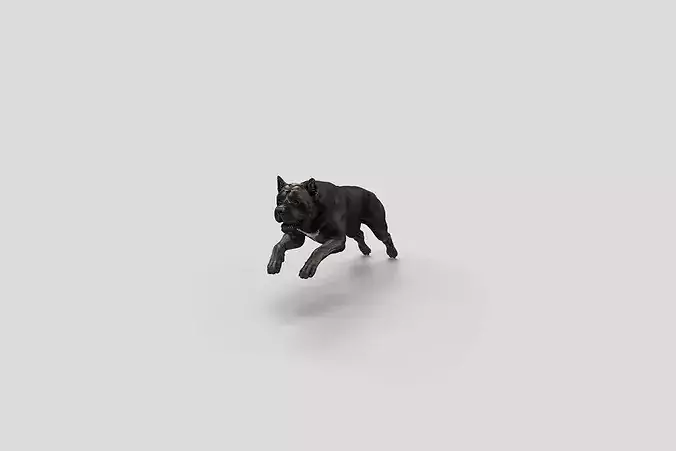 Realistic Cane Corso Running Dog 3D model