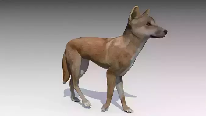 Dingo kangaroo Low-poly 3D model