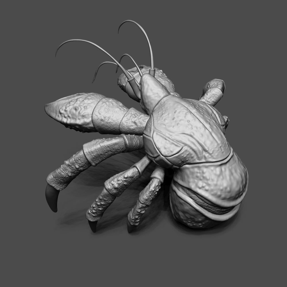 Coconut Crab 3D print model_3