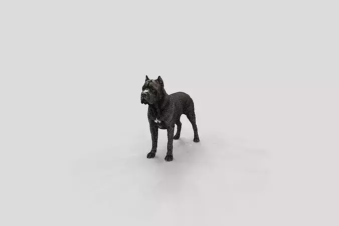 Realistic Cane Corso Standing Dog 3D model
