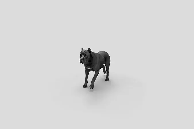 Realistic Cane Corso Walking Dog 3D model