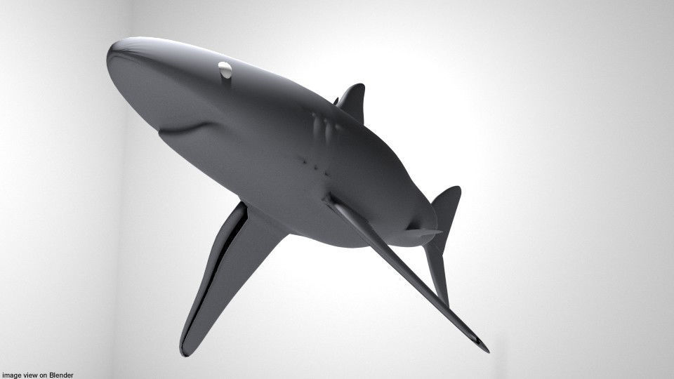 Shark - Blueshark 3D model_2