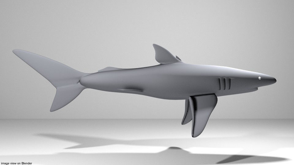 Shark - Blueshark 3D model_1