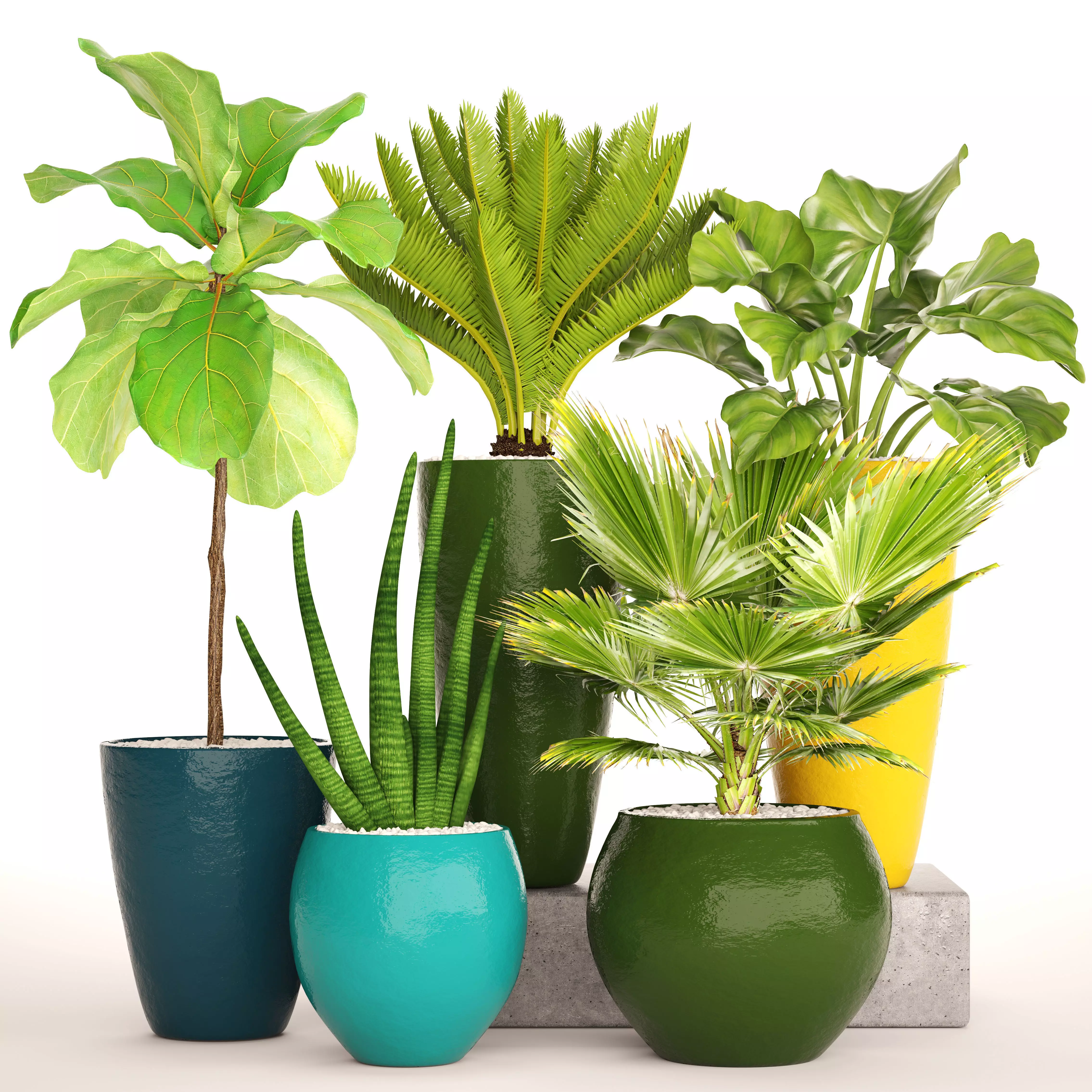 Collection tropical plants 3D model