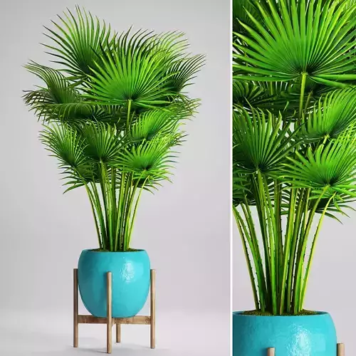 Palm tree 3D model