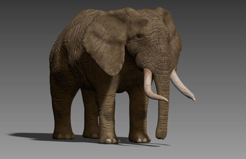 Brown Elephant Low-poly 3D model_10