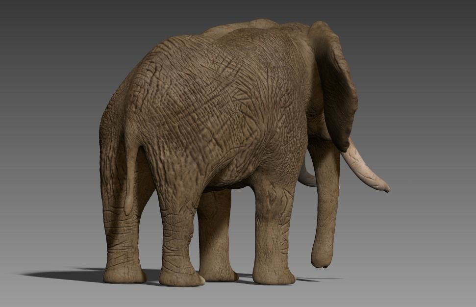 Brown Elephant Low-poly 3D model_9