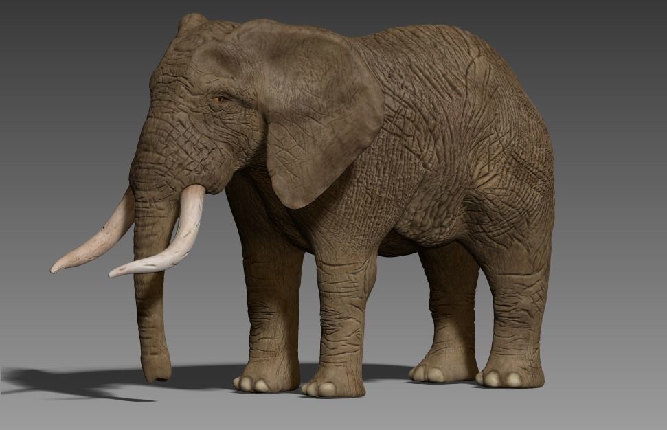 Brown Elephant Low-poly 3D model_5
