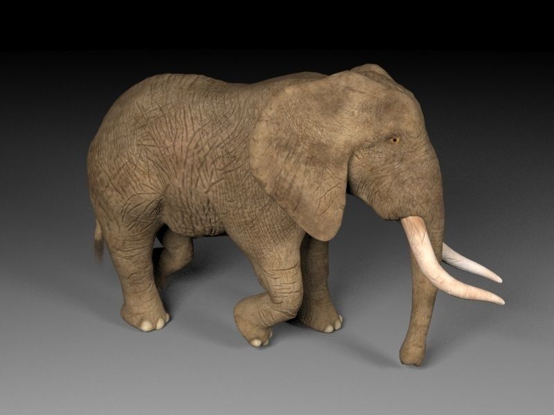 Brown Elephant Low-poly 3D model_6