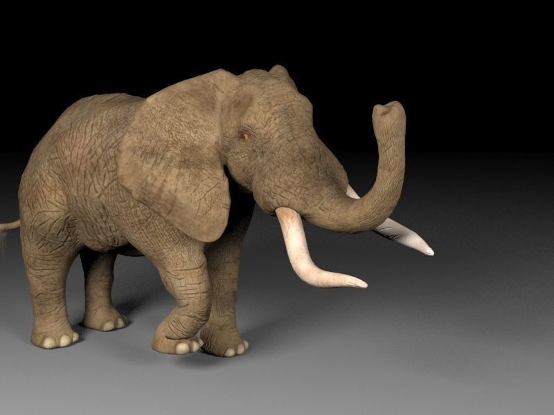 Brown Elephant Low-poly 3D model_7