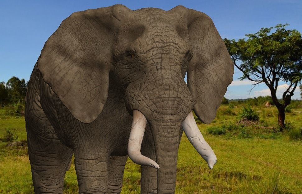 Brown Elephant Low-poly 3D model_12