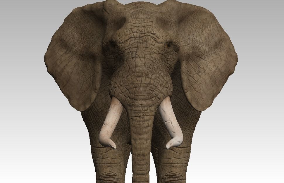 Brown Elephant Low-poly 3D model_1