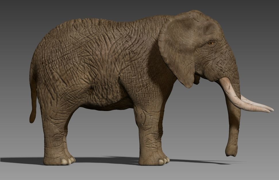 Brown Elephant Low-poly 3D model_2