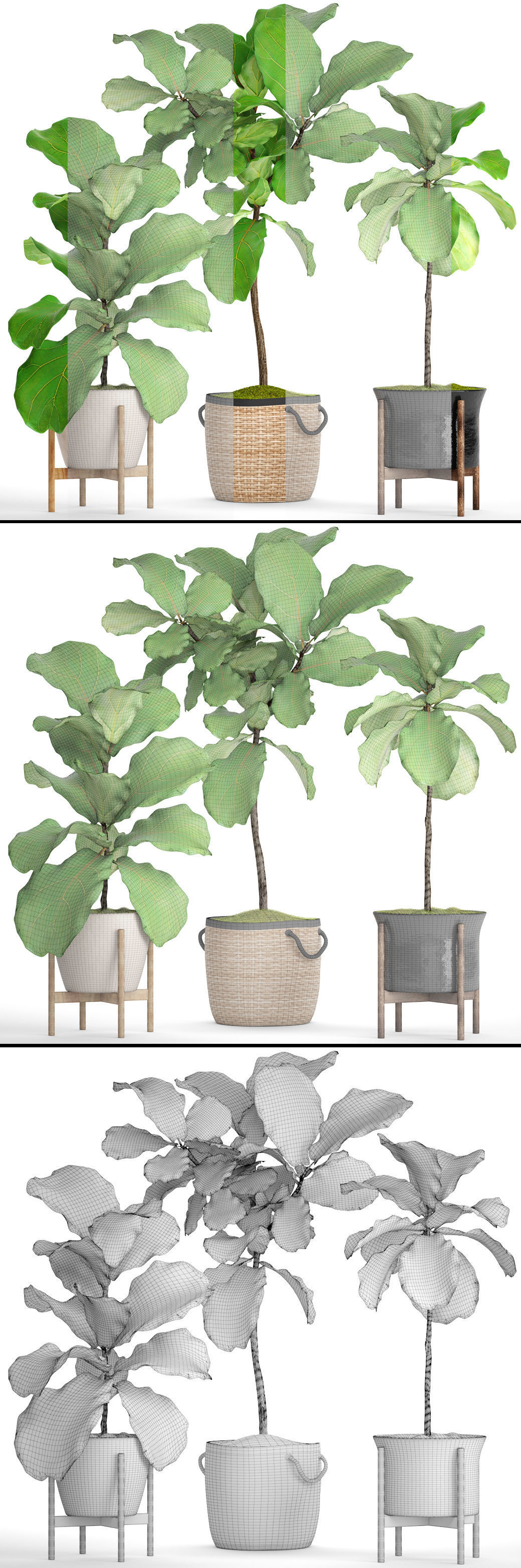 Ficus Lyrata Trees 3D model_7