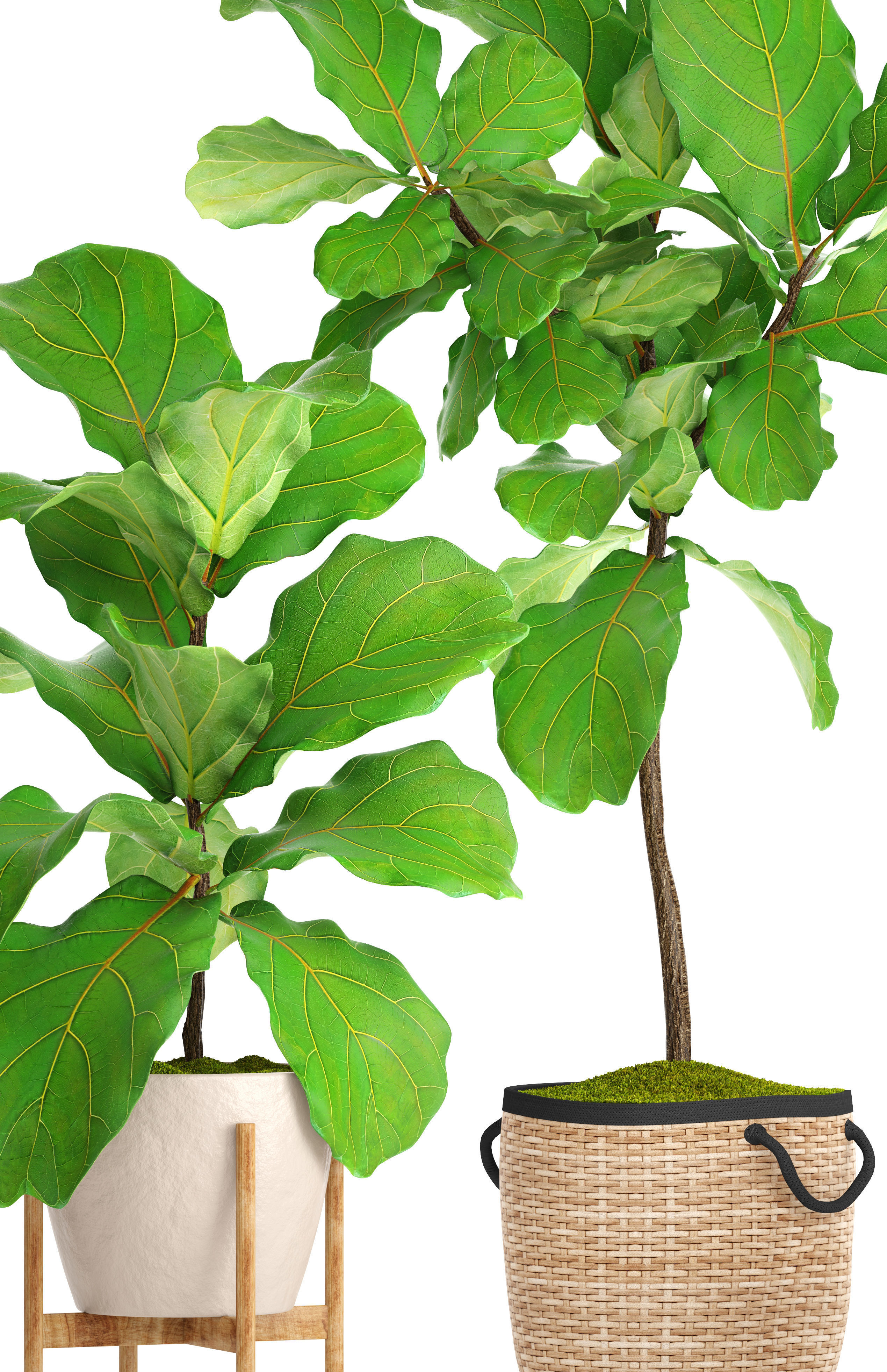 Ficus Lyrata Trees 3D model_9