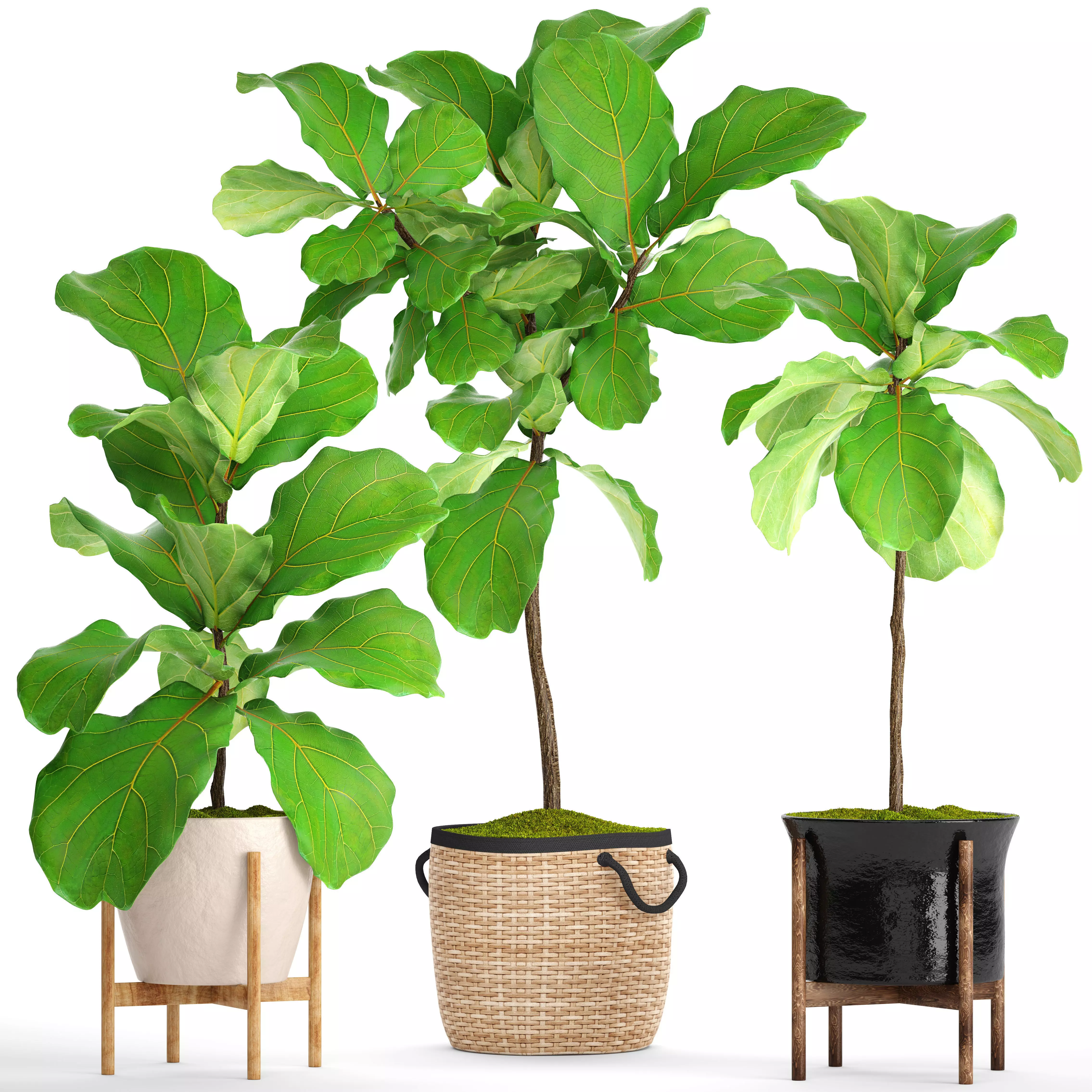Ficus Lyrata Trees 3D model_0