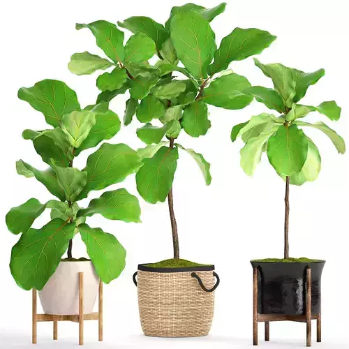 Ficus Lyrata Trees 3D model