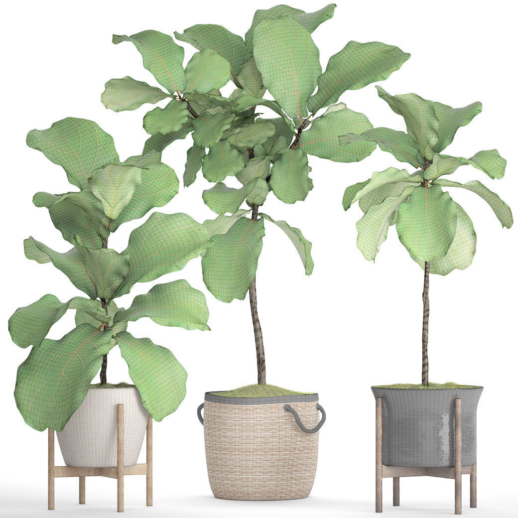 Ficus Lyrata Trees 3D model_5