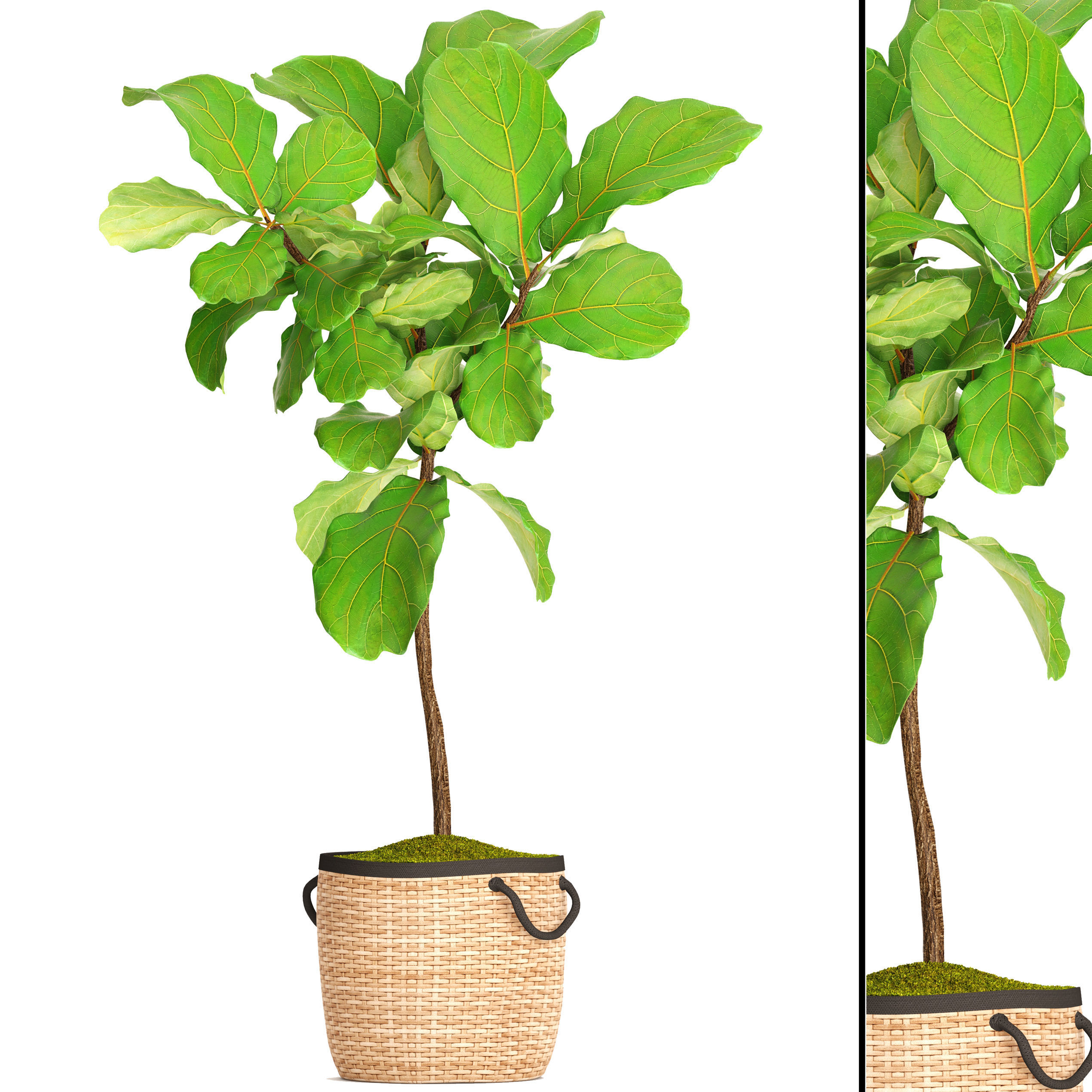 Ficus Lyrata Trees 3D model_2