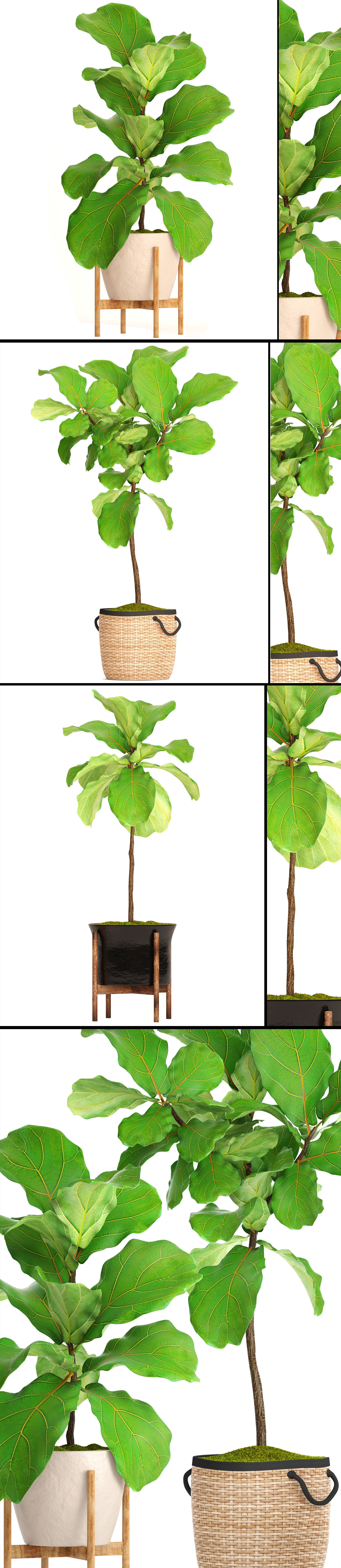 Ficus Lyrata Trees 3D model_8