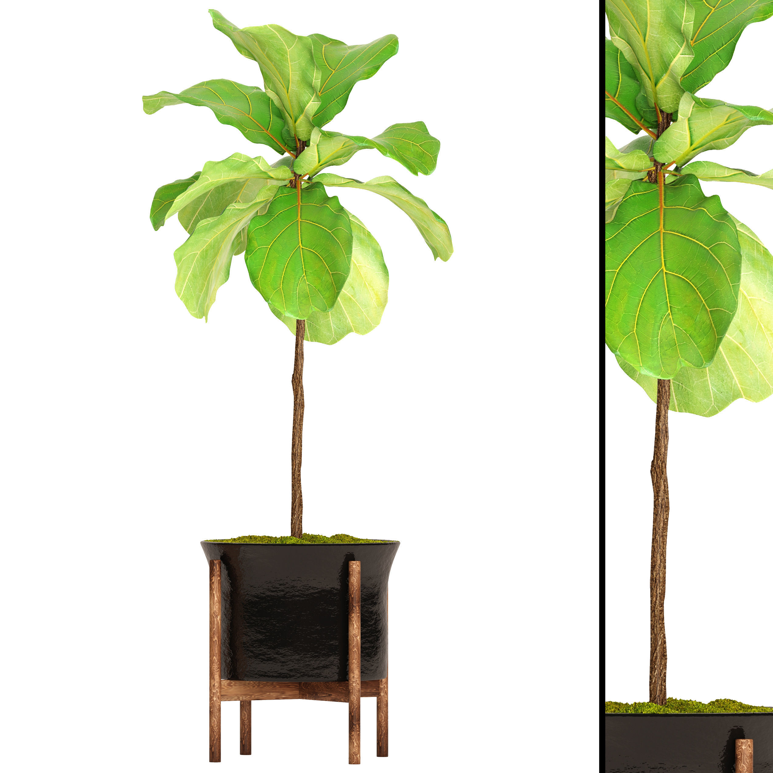 Ficus Lyrata Trees 3D model_1
