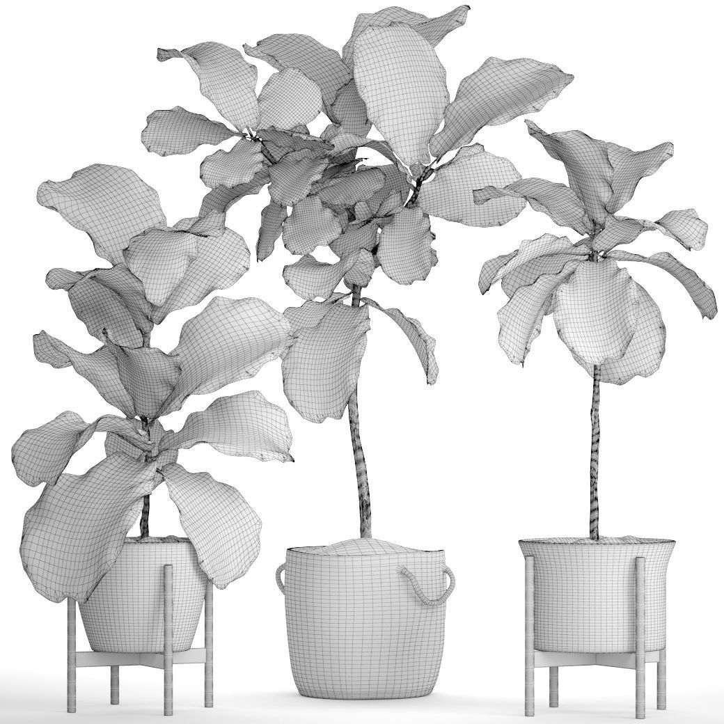 Ficus Lyrata Trees 3D model_6