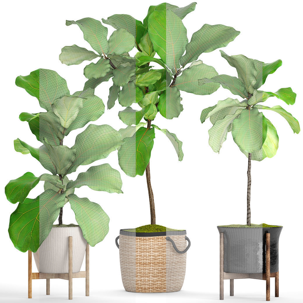 Ficus Lyrata Trees 3D model_4