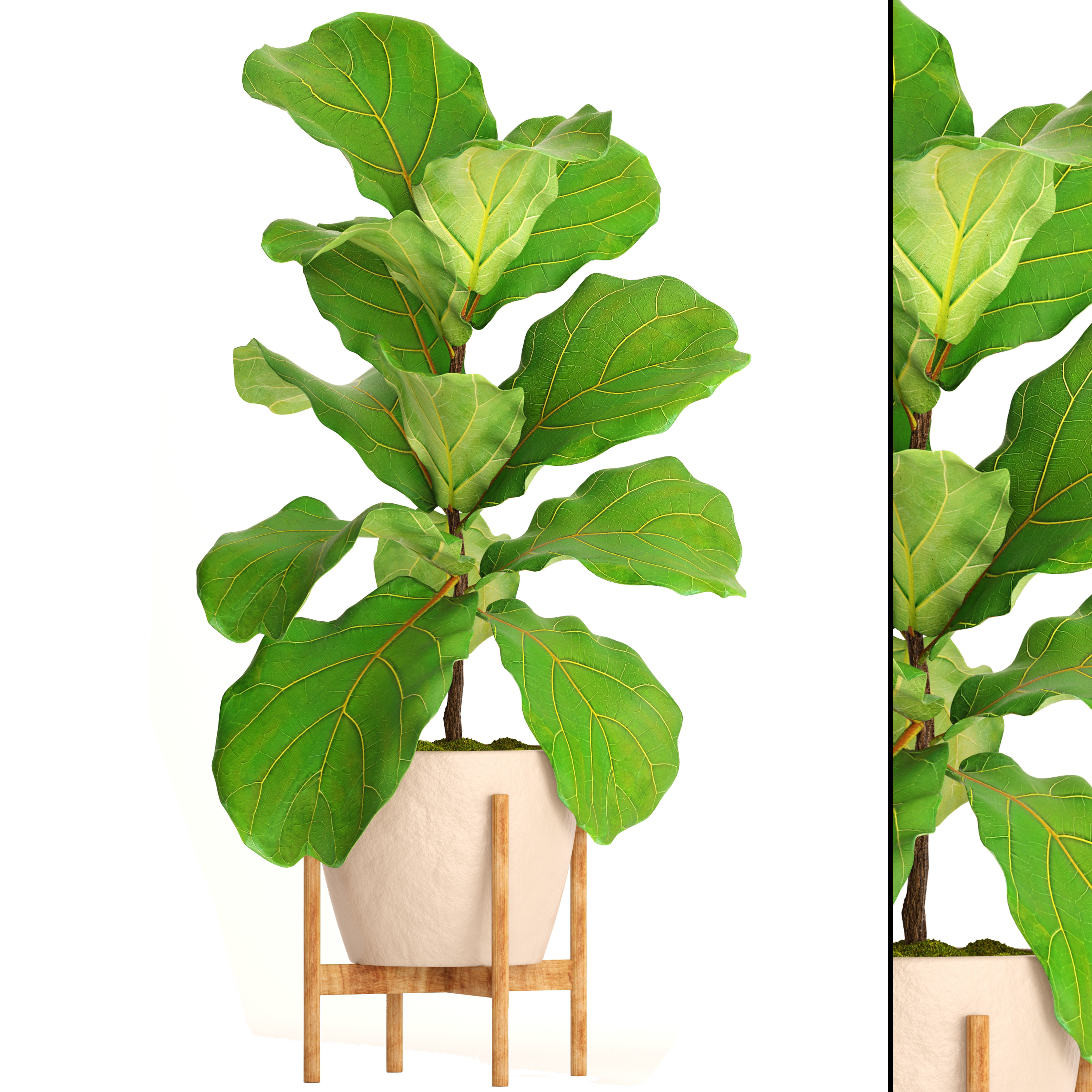 Ficus Lyrata Trees 3D model_3