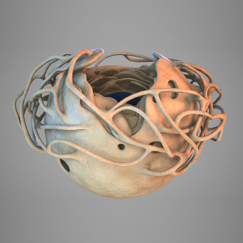 Cell nucleus 3D model