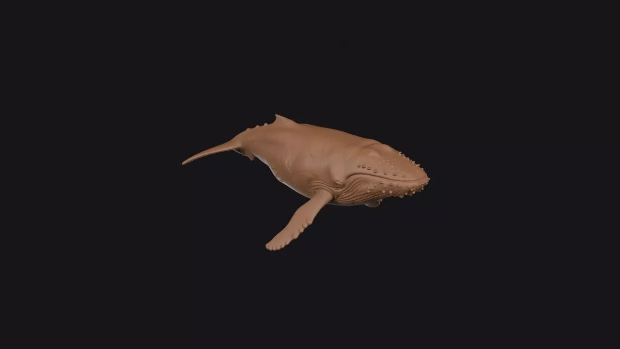 Humpback Whale 3D print model