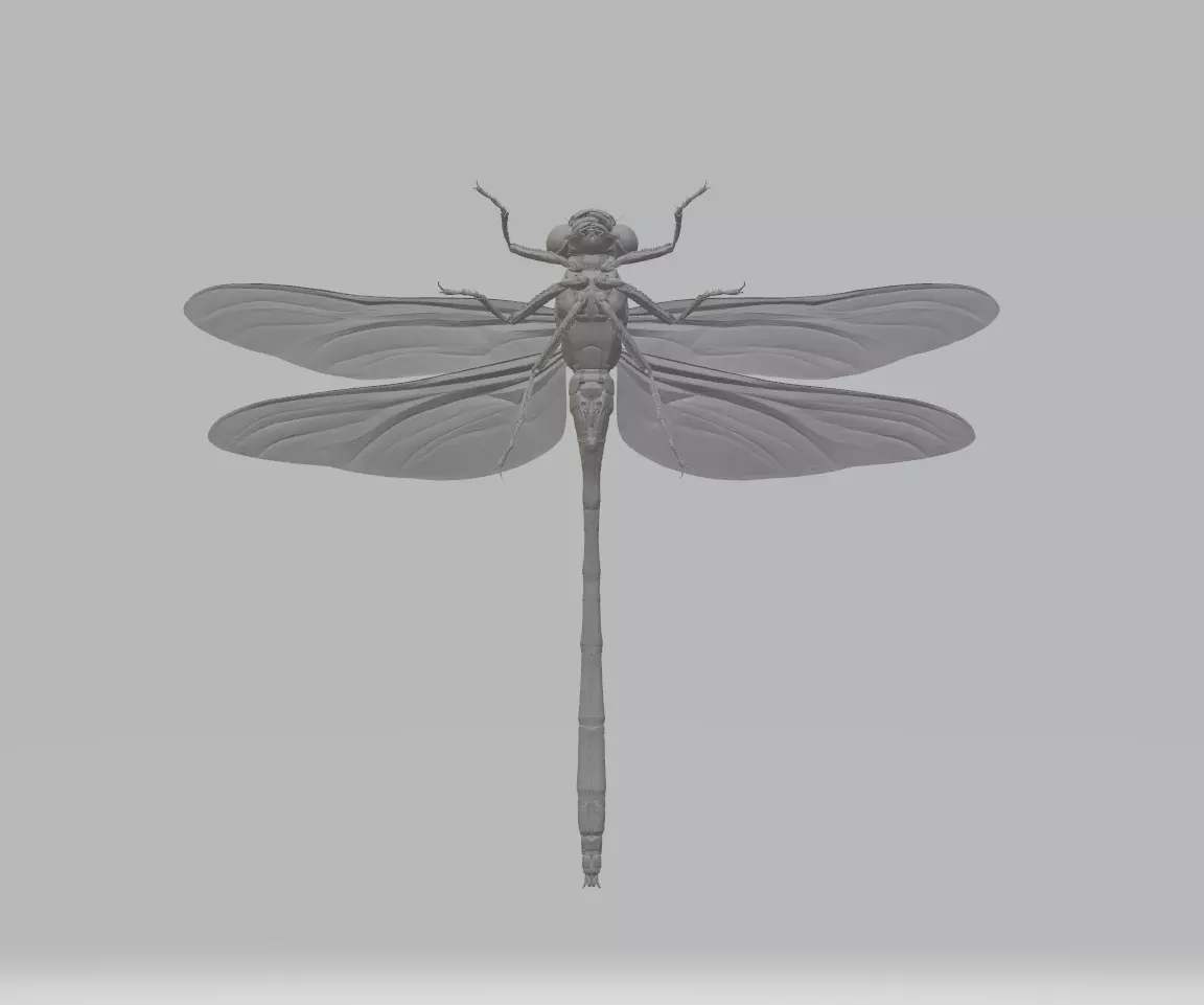 Dragonfly 3d model 3D print model