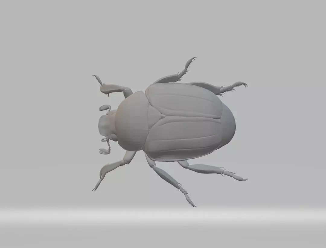 Chafer Beetle 3d model 3D print model