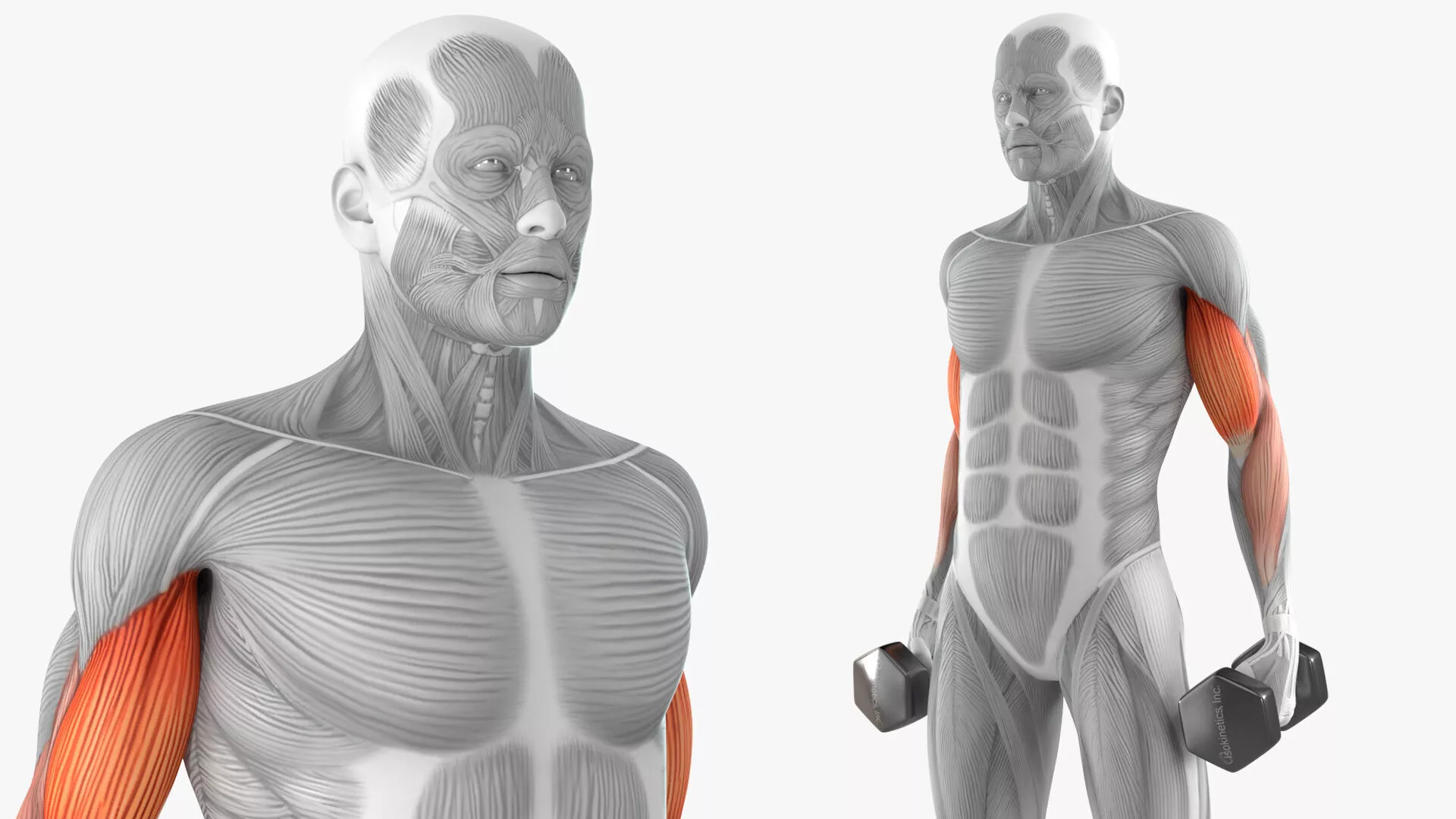 Male Muscular System Biceps Curls Animated Rigged for Maya 3D model