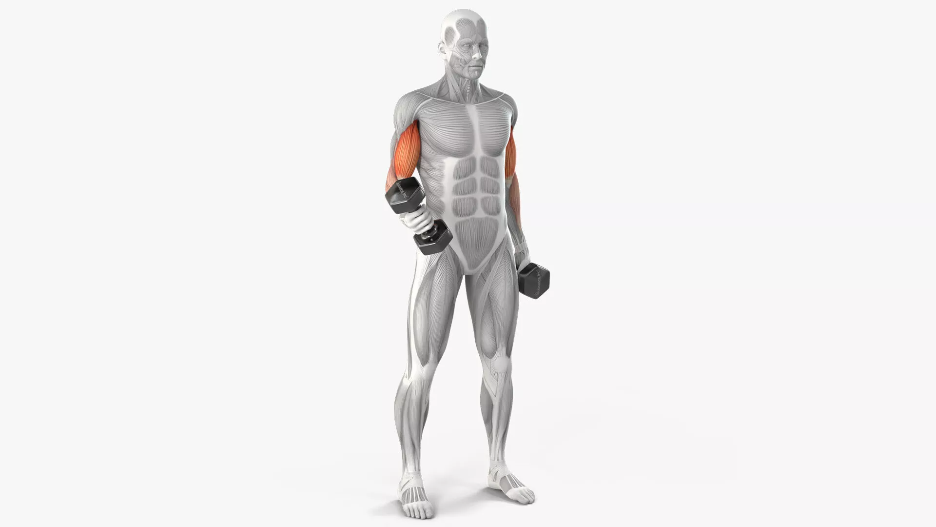 Male Muscular System Biceps Curls Animated Rigged for Cinema 4D 3D model