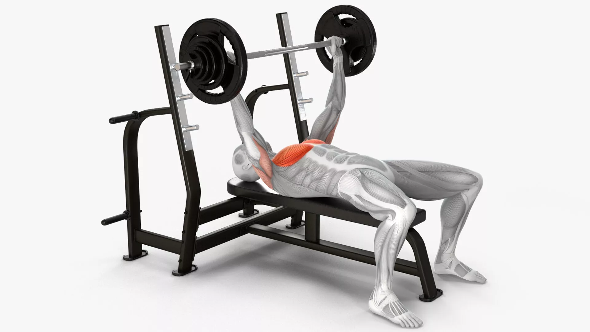 Male Muscular System Bench Press Animated Rigged for Maya 3D model