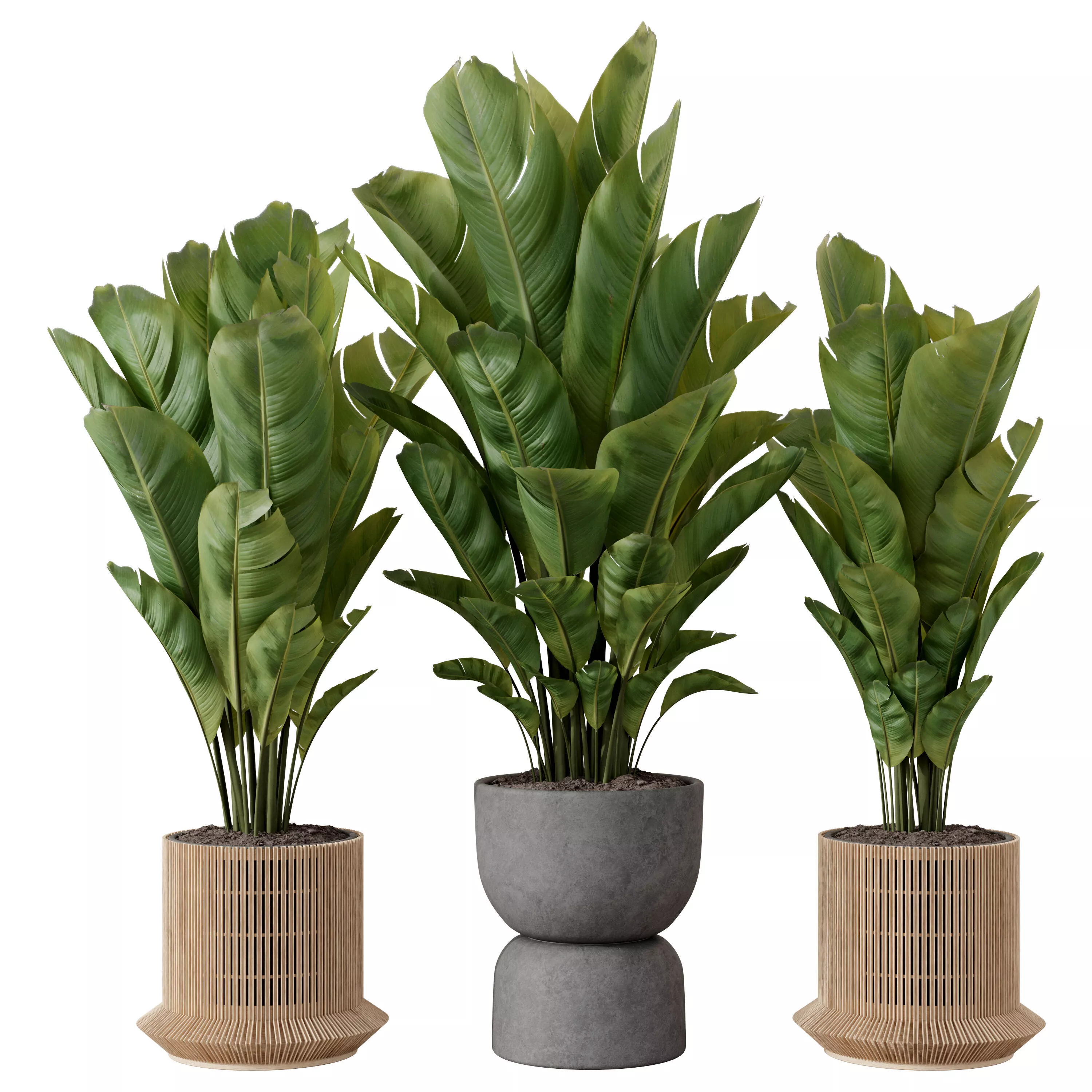 Banana Plant Set Vol 04 3D model