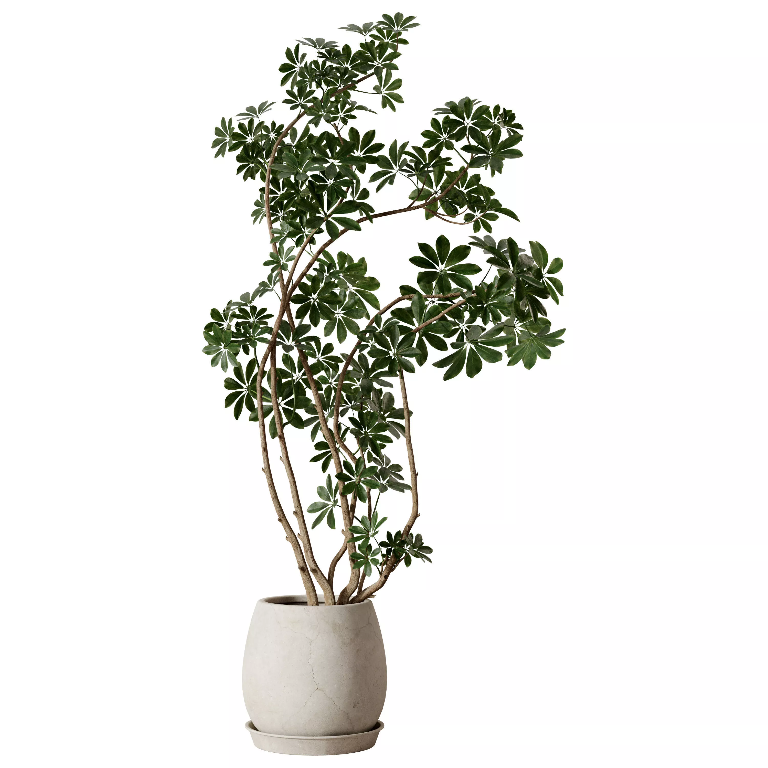 Schefflera Umbrella Tree in Pot 3D model